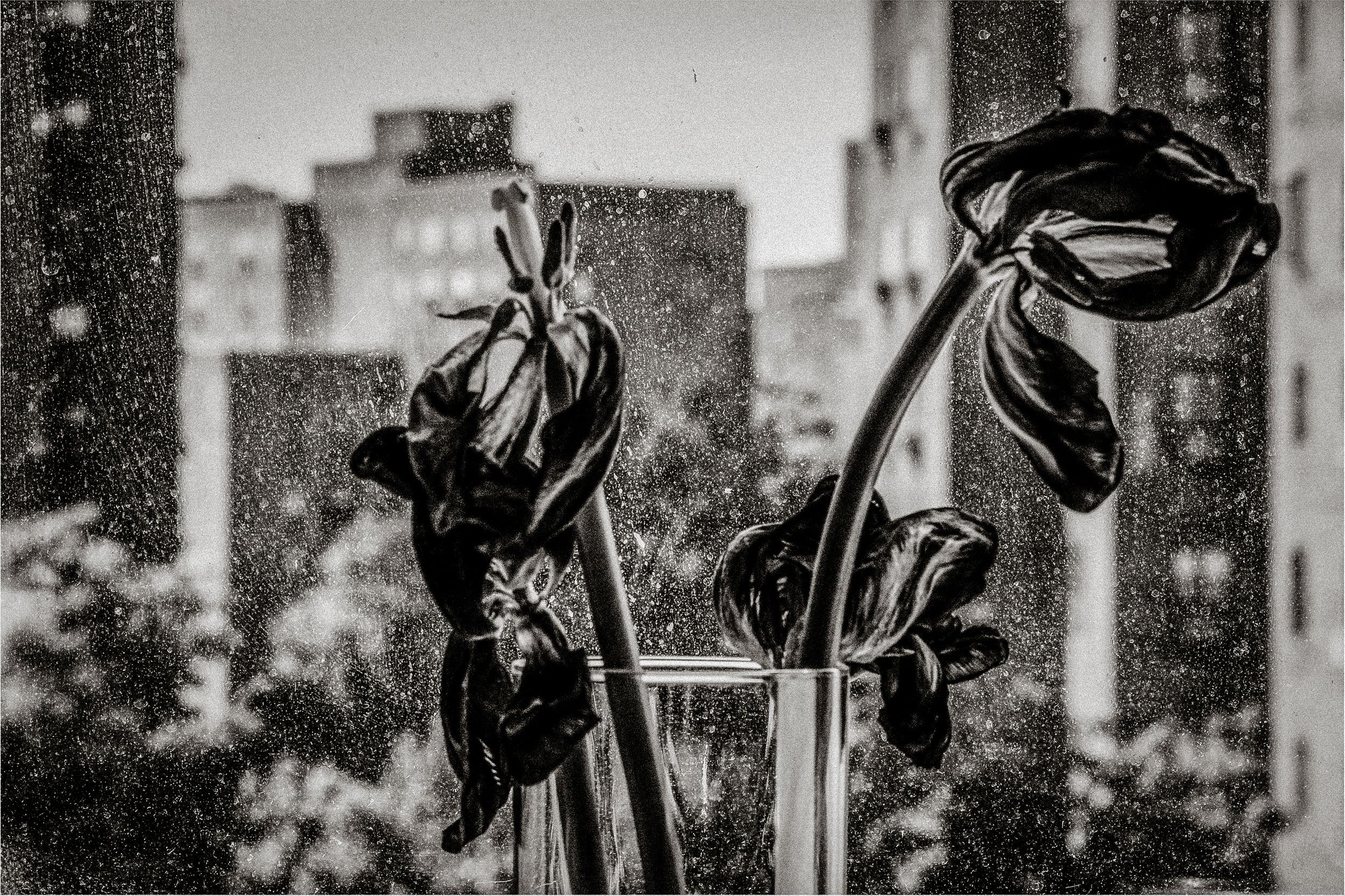 Black and white photo of wilting tulips in a vase against a rainy city window backdrop.