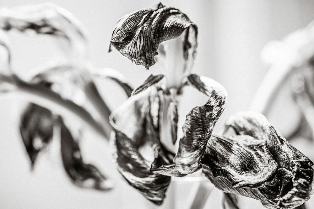 Close-up black and white photo of dried, withered flower petals with delicate textures and curves.
