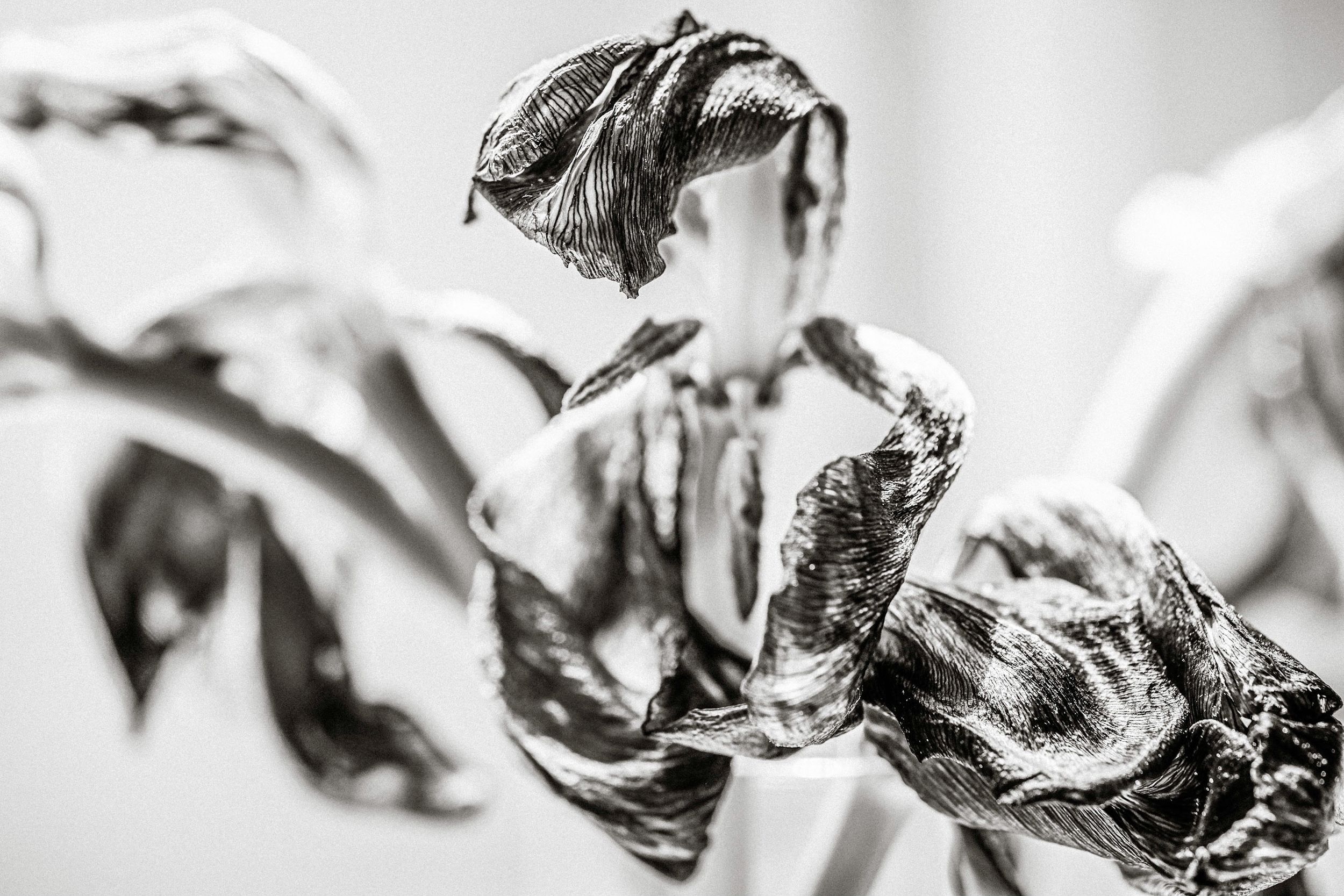 Close-up black and white photo of dried, withered flower petals with delicate textures and curves.