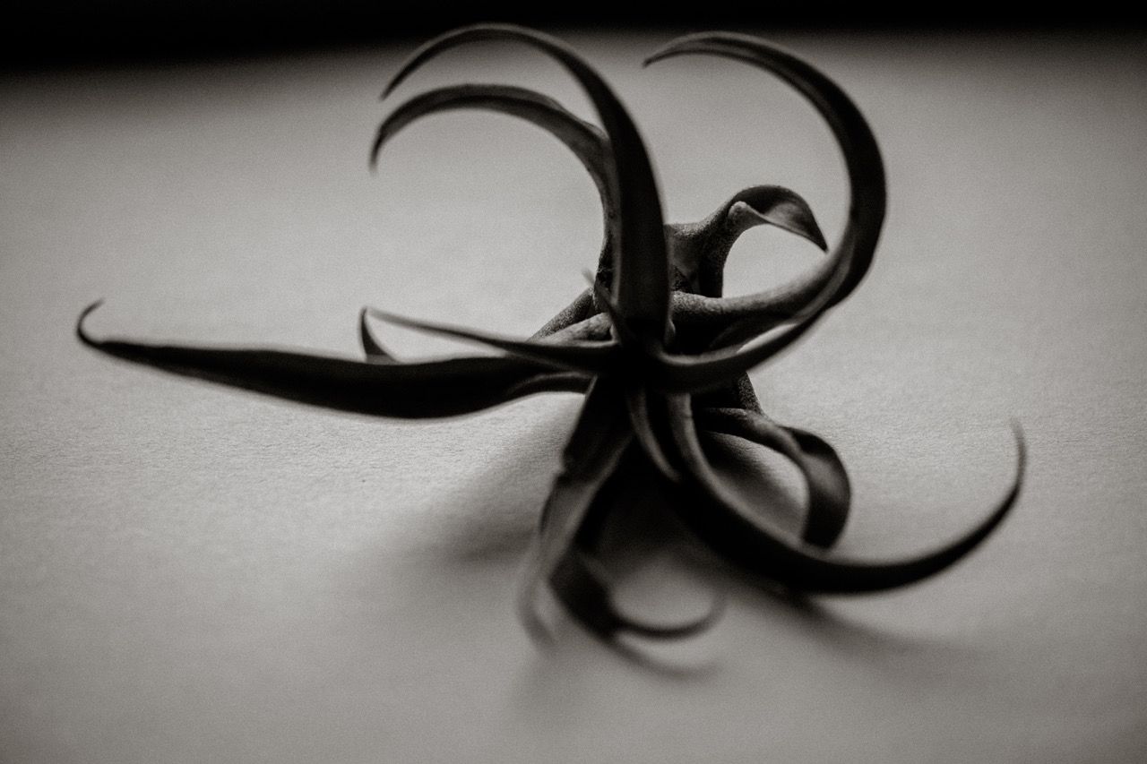Black and white macro photo of a dried curled plant tendril on a white surface.