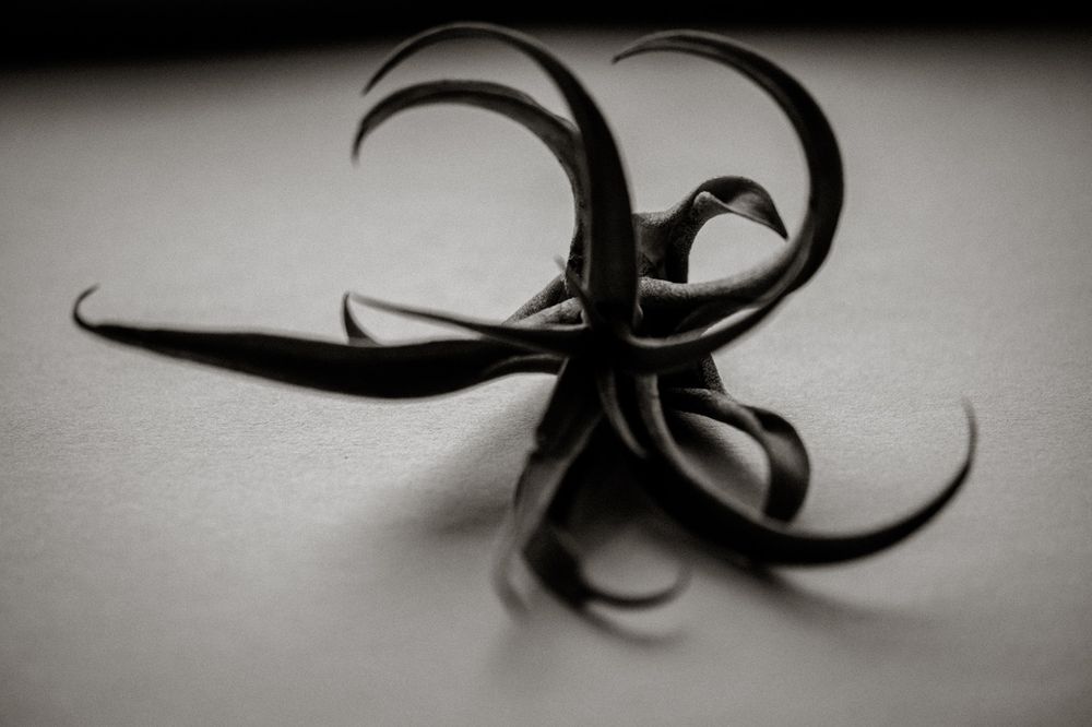 Black and white macro photo of a dried curled plant tendril on a white surface.