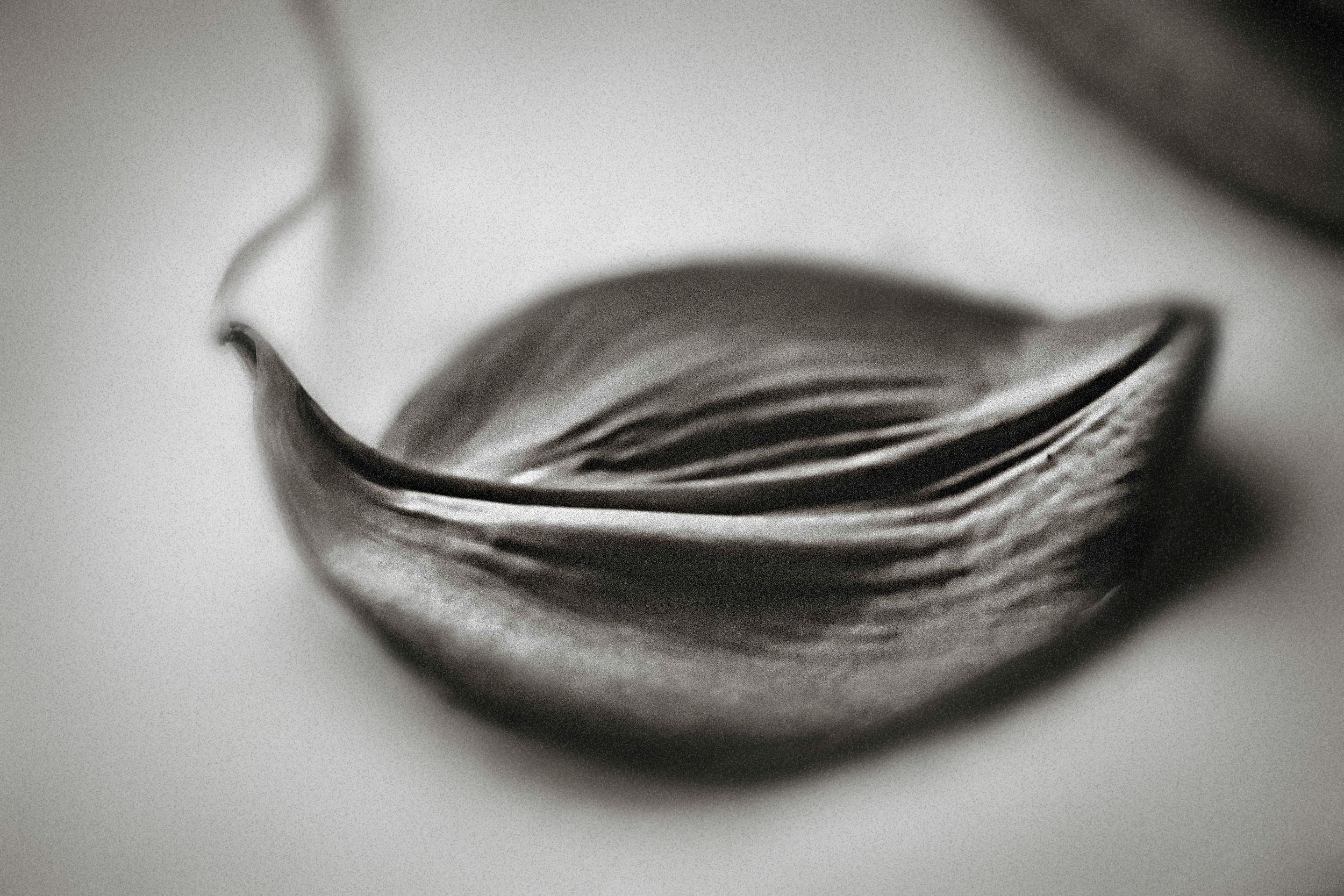 Close-up black and white macro photo of a dried seed pod with delicate curved lines and texture.