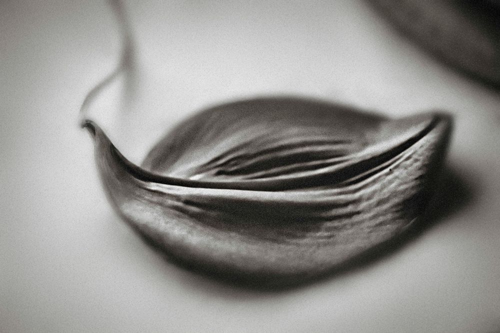 Close-up black and white macro photo of a dried seed pod with delicate curved lines and texture.