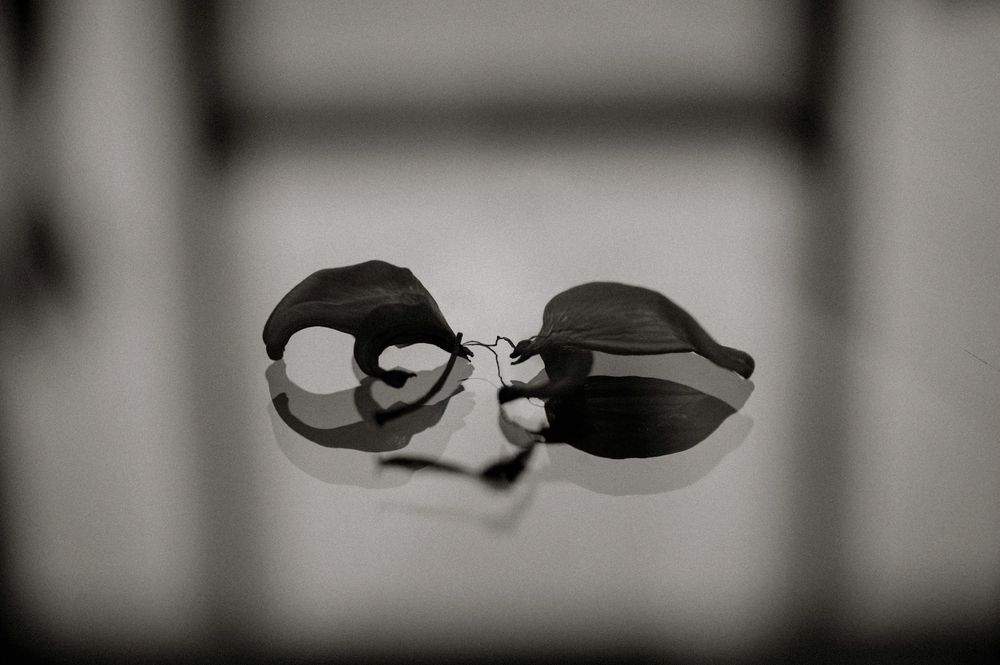 Black and white photo of two dried seed pods resting on a reflective surface with blurred shadows in background.