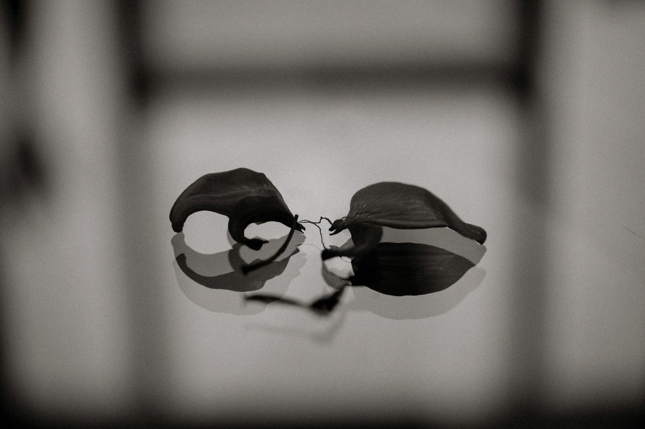 Black and white photo of two dried seed pods resting on a reflective surface with blurred shadows in background.