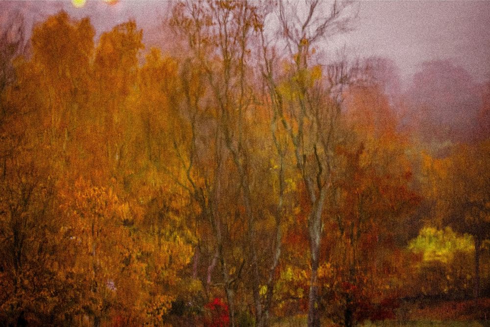 Autumn forest landscape with vibrant orange and yellow foliage on misty, rainy day.