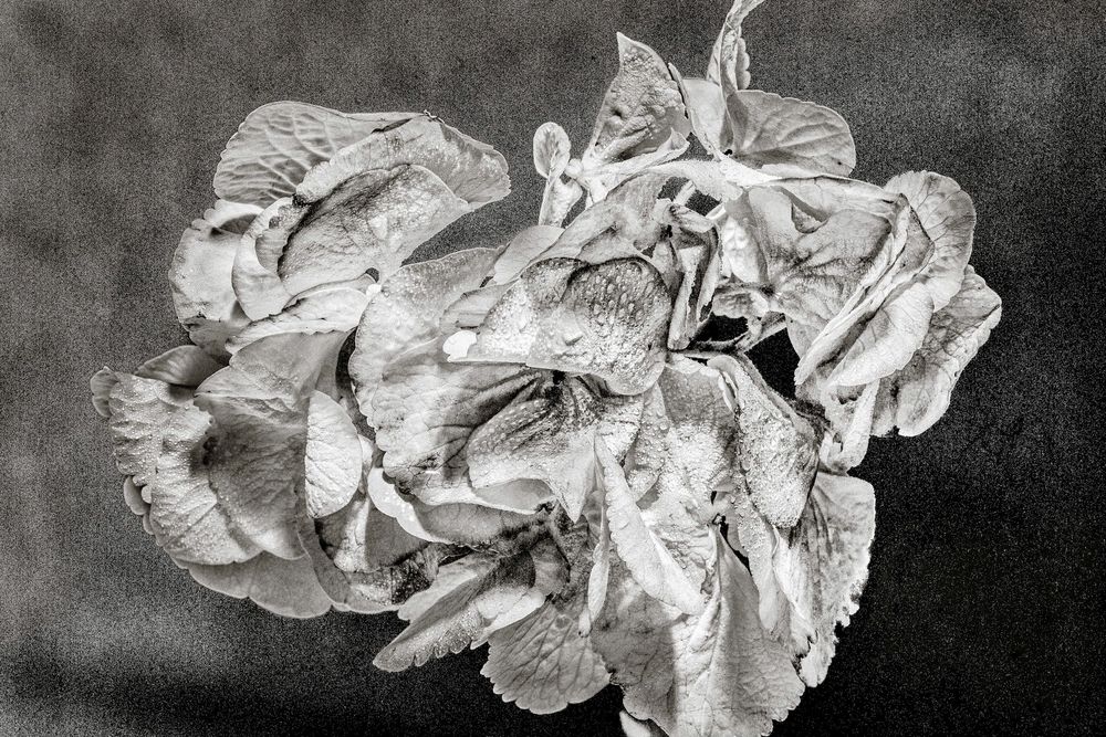Detailed black and white pencil drawing of wilted roses with intricate shading on dark background.