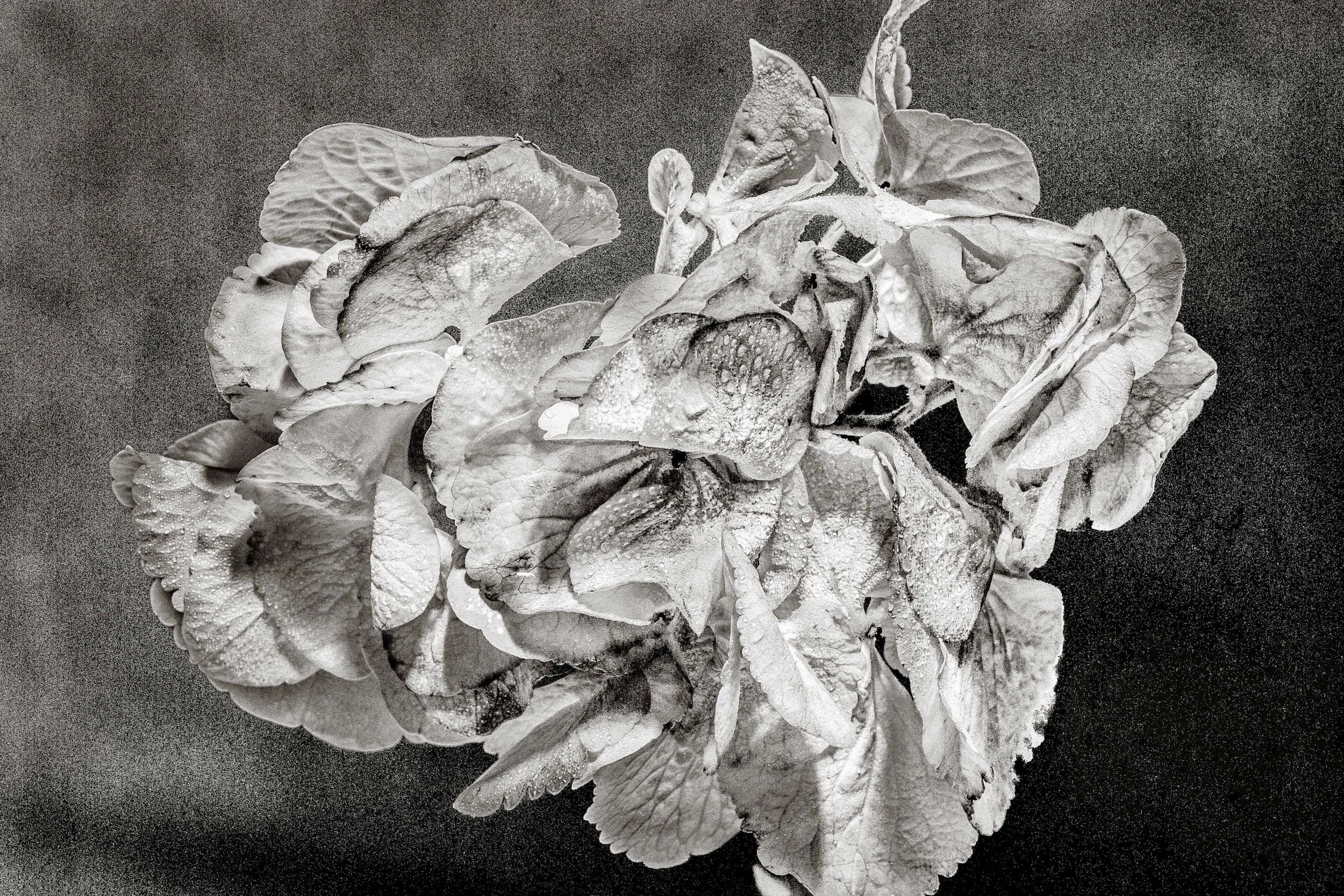 Detailed black and white pencil drawing of wilted roses with intricate shading on dark background.