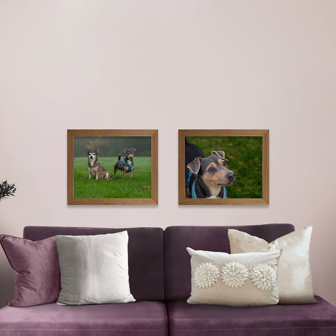 Two framed dog portraits hang on a soft pink wall above a plum sofa with white and cream cushions.