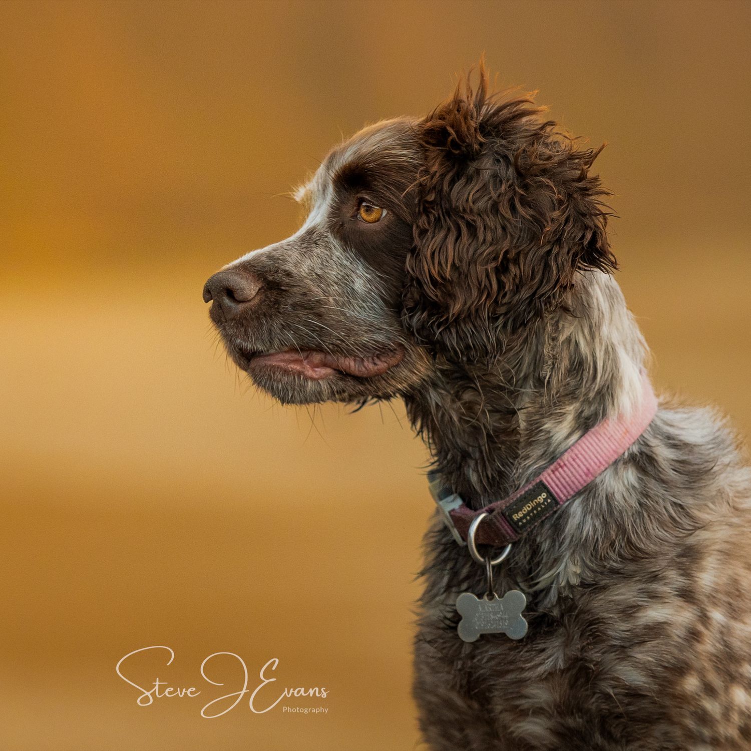 Filey and North Yorkshire pet photography