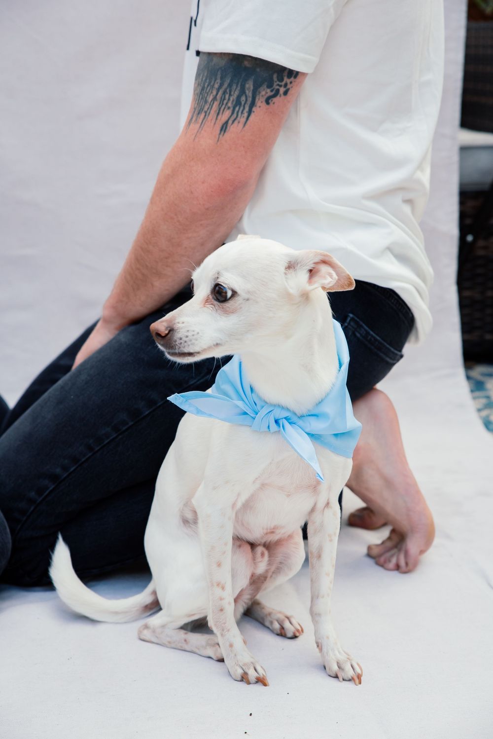 White Chihuahua wearing a light blue bandana sits beside a tattooed man in black jeans and white shirt.