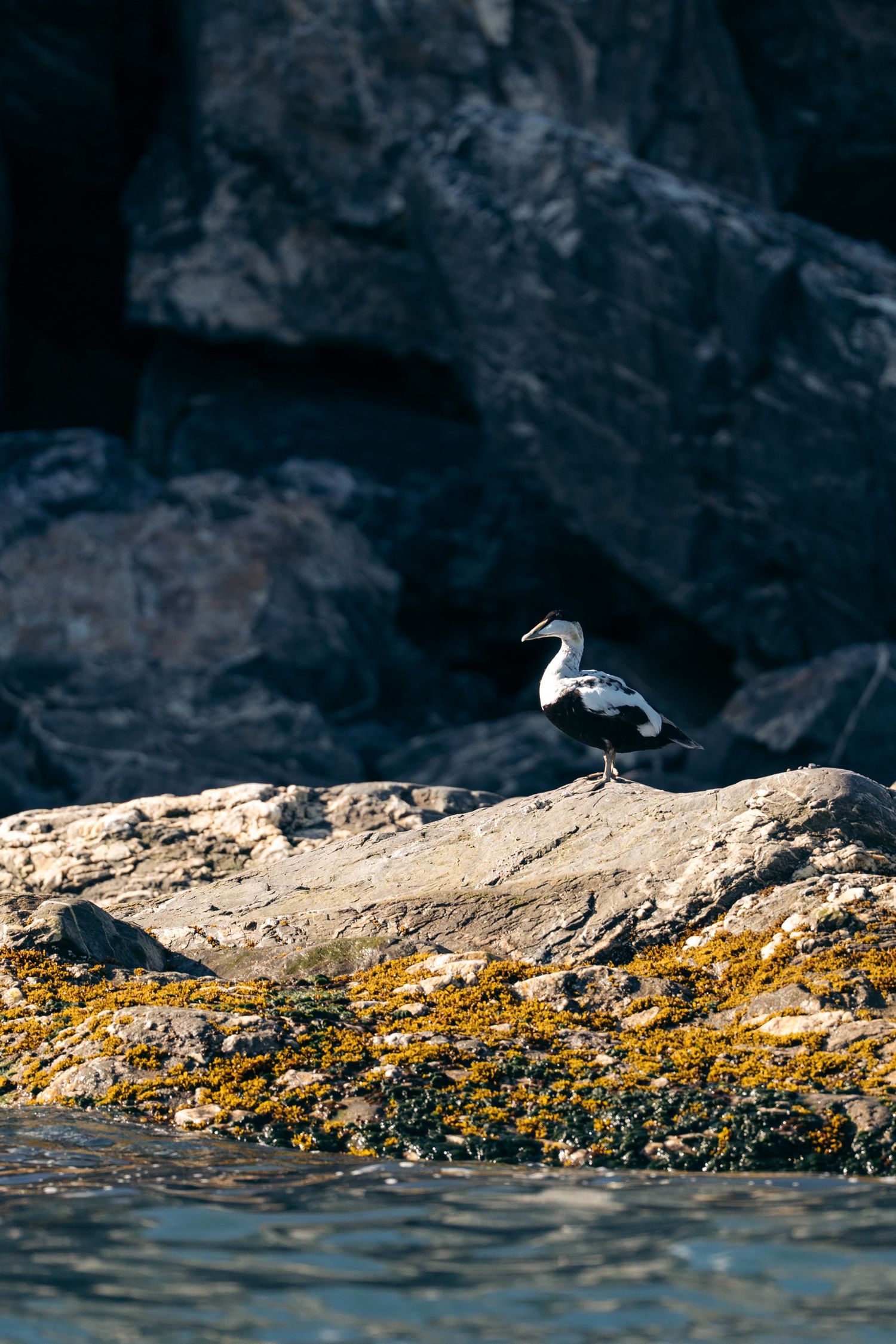 Eider à duvet mâle au plumage noir et blanc posé sur un rocher couvert d'algues