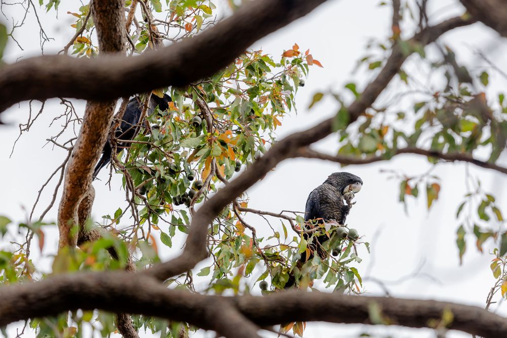 Two dark cockatoos perched on tree branches with green leaves against a pale sky.