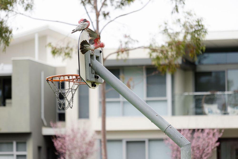 Two birds perched on an outdoor basketball hoop in a suburban Australian neighborhood with modern homes in the background.