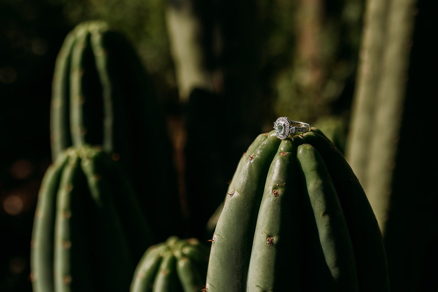 Diamond engagement ring balanced on top of a green cactus in dramatic natural lighting.