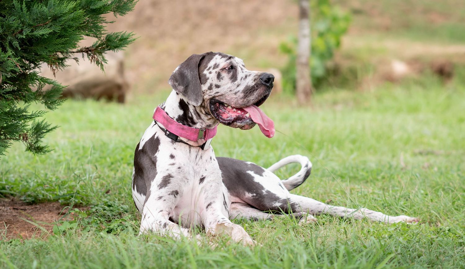 Great Dane dog with pink collar lying on green grass with tongue out near a pine tree.