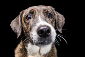 Close-up portrait of a brindle mixed-breed dog with soulful eyes against a black background.