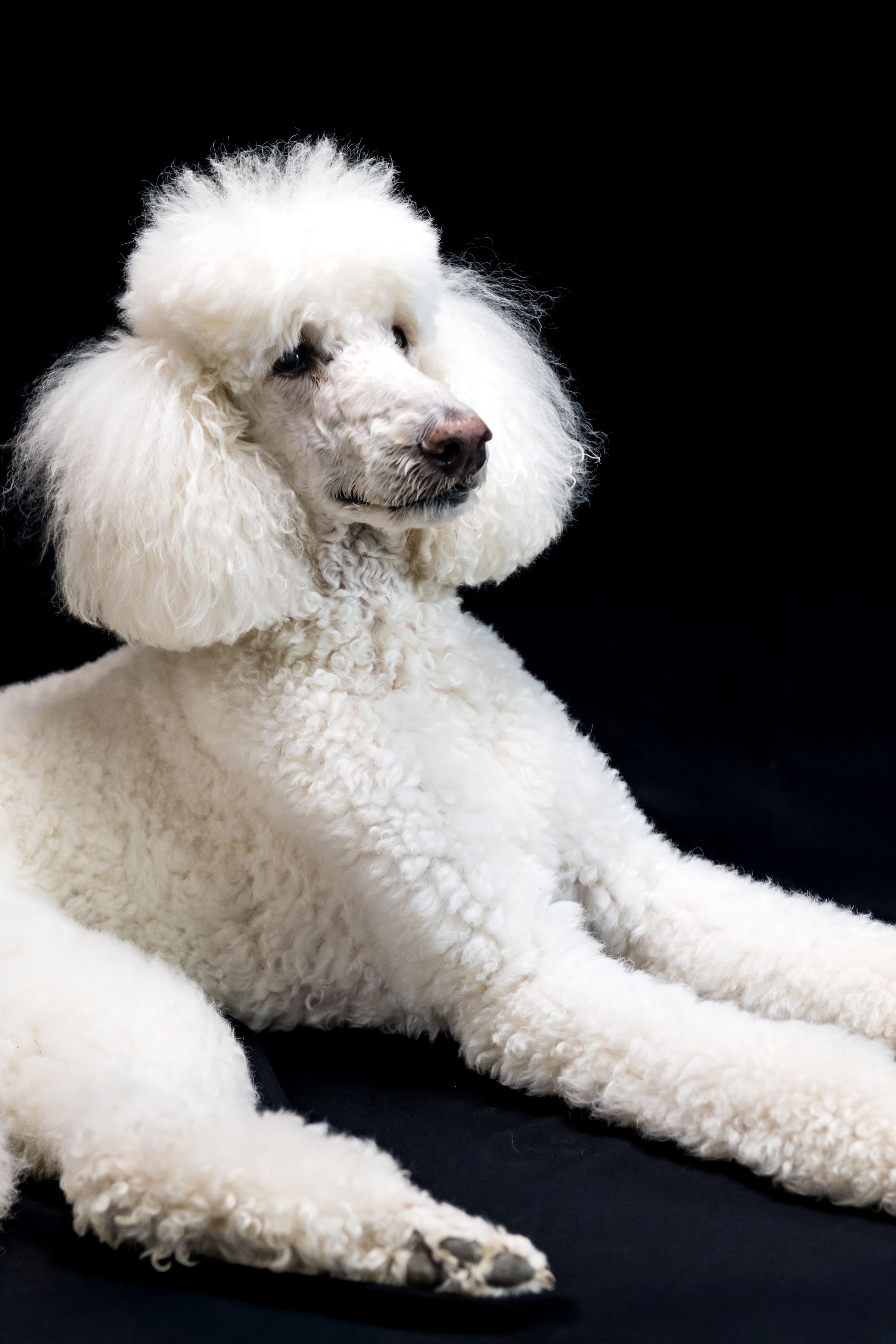 White standard poodle with fluffy groomed coat lying down against a black background.