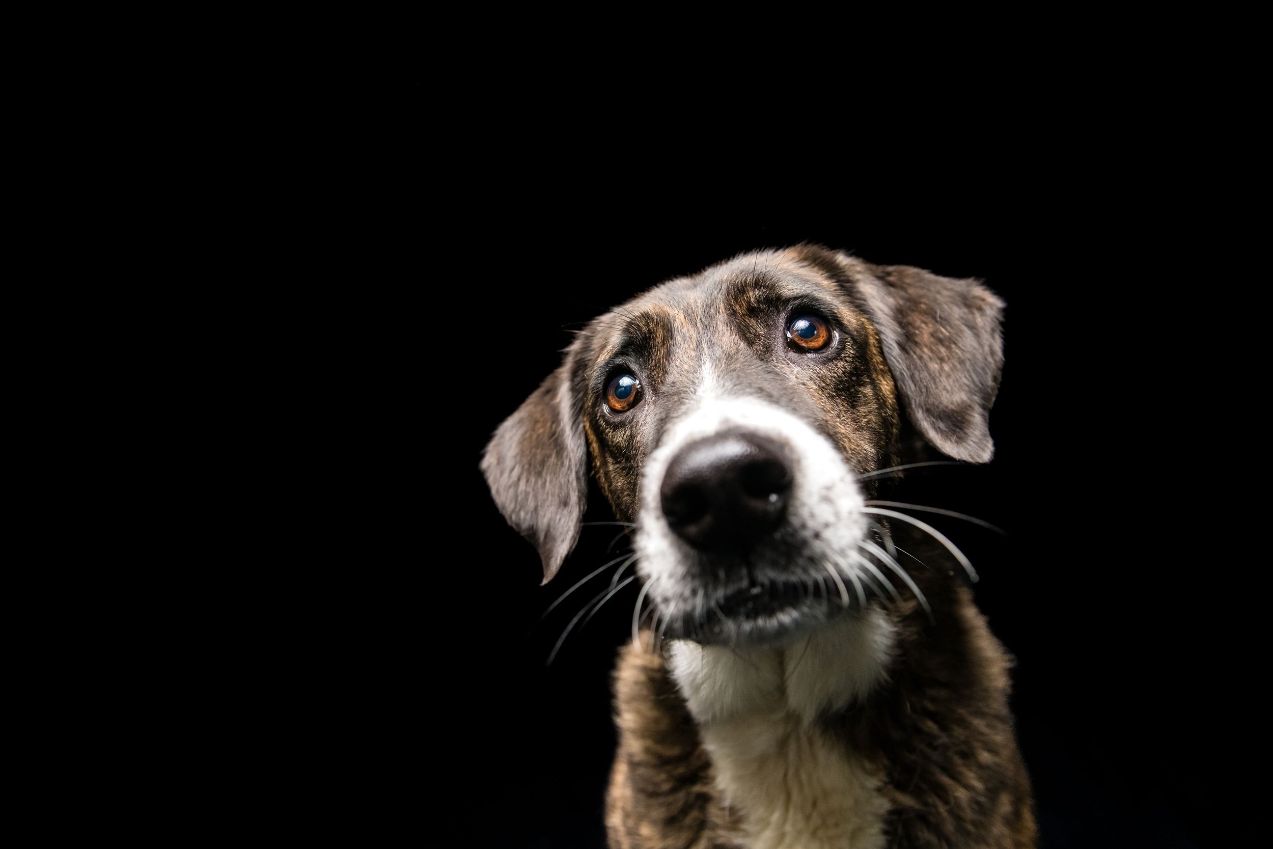 Close-up portrait of a brindle mixed-breed dog with soulful blue eyes on a black background.