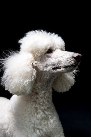 White poodle with fluffy groomed coat posed against black background in professional studio portrait photography.