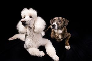 A white standard poodle and a brown mixed breed dog pose together against a black background.