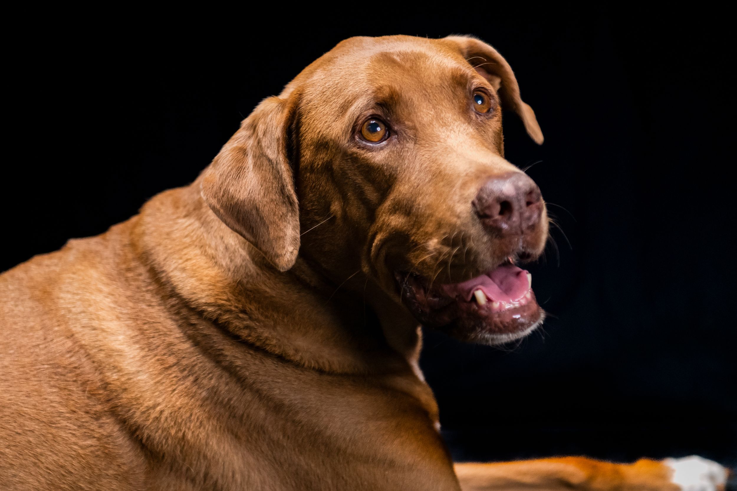 A brown Labrador Retriever with a happy expression poses against a dark black background in a professional studio portrait.