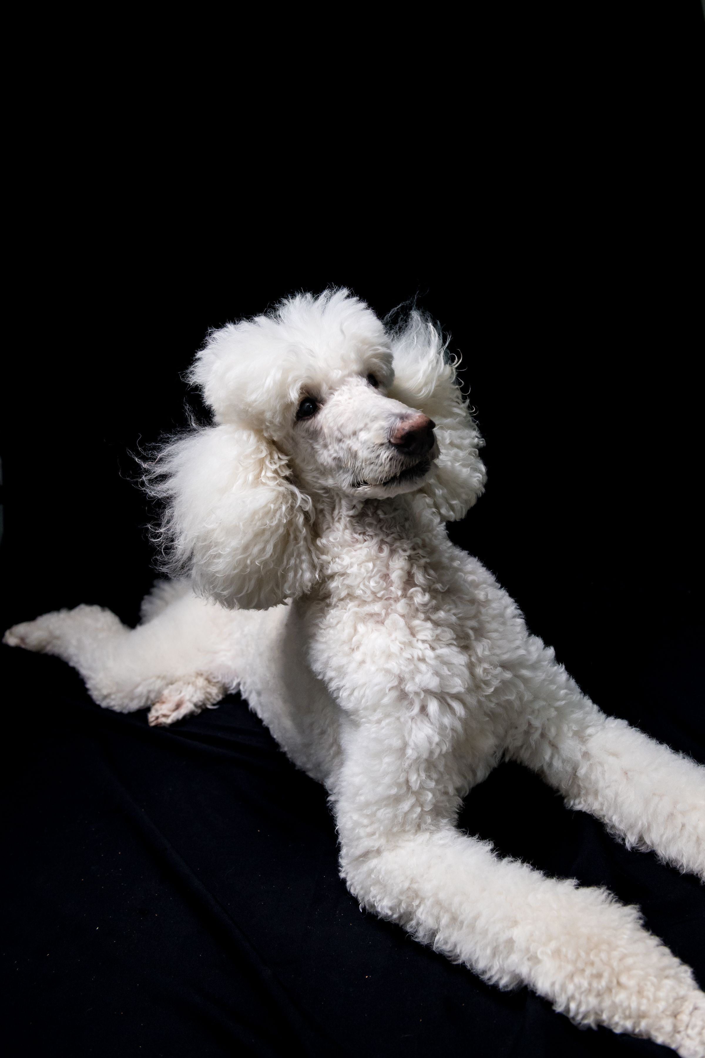White poodle puppy posing playfully against a black background, showcasing its fluffy curly coat.