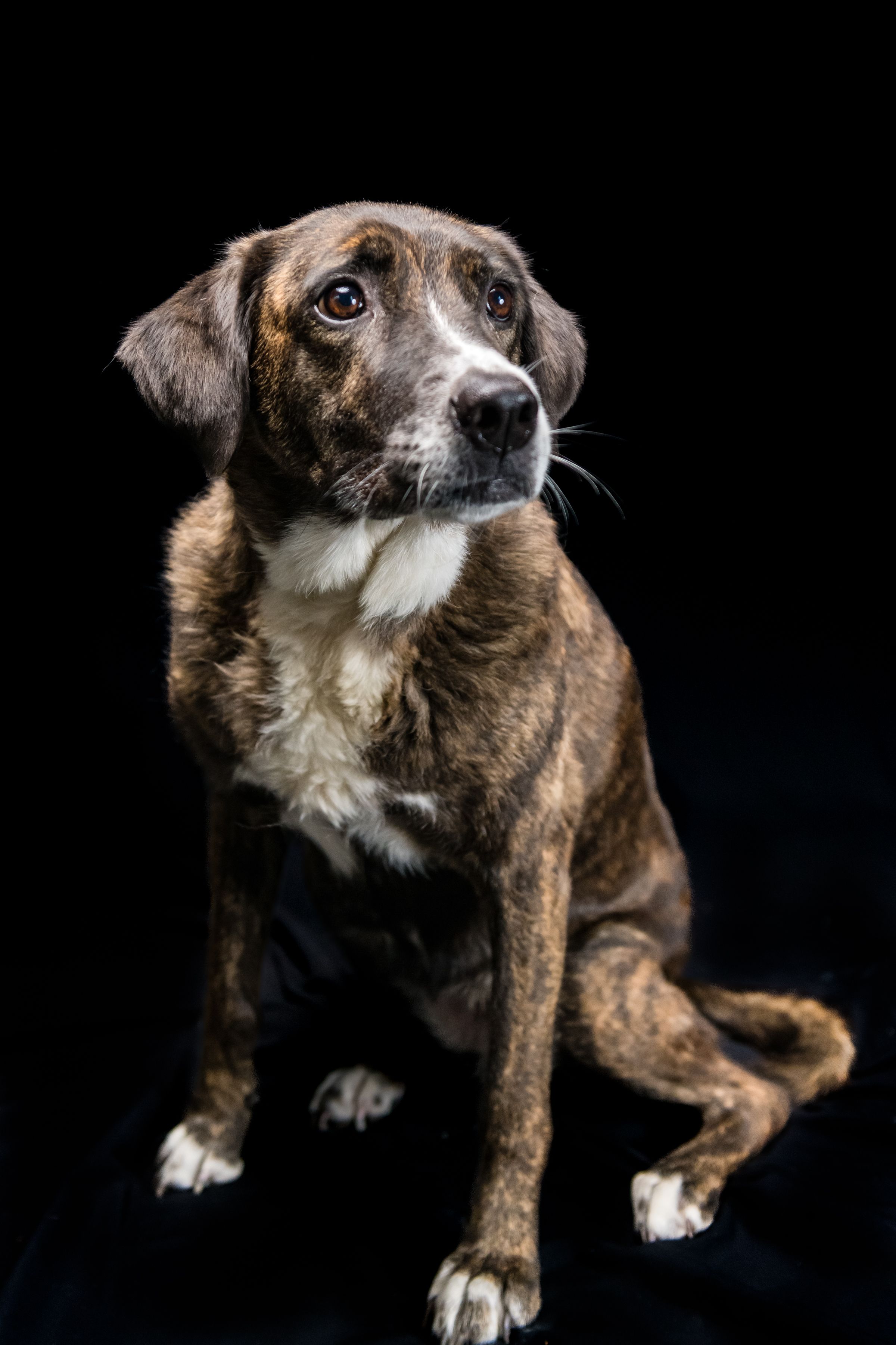 Brindle mixed breed dog sitting attentively against a black background in a studio portrait photo.
