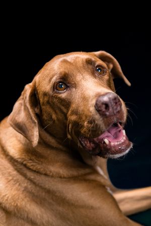 Close-up portrait of a happy brown Labrador Retriever with mouth open against a dark black background.