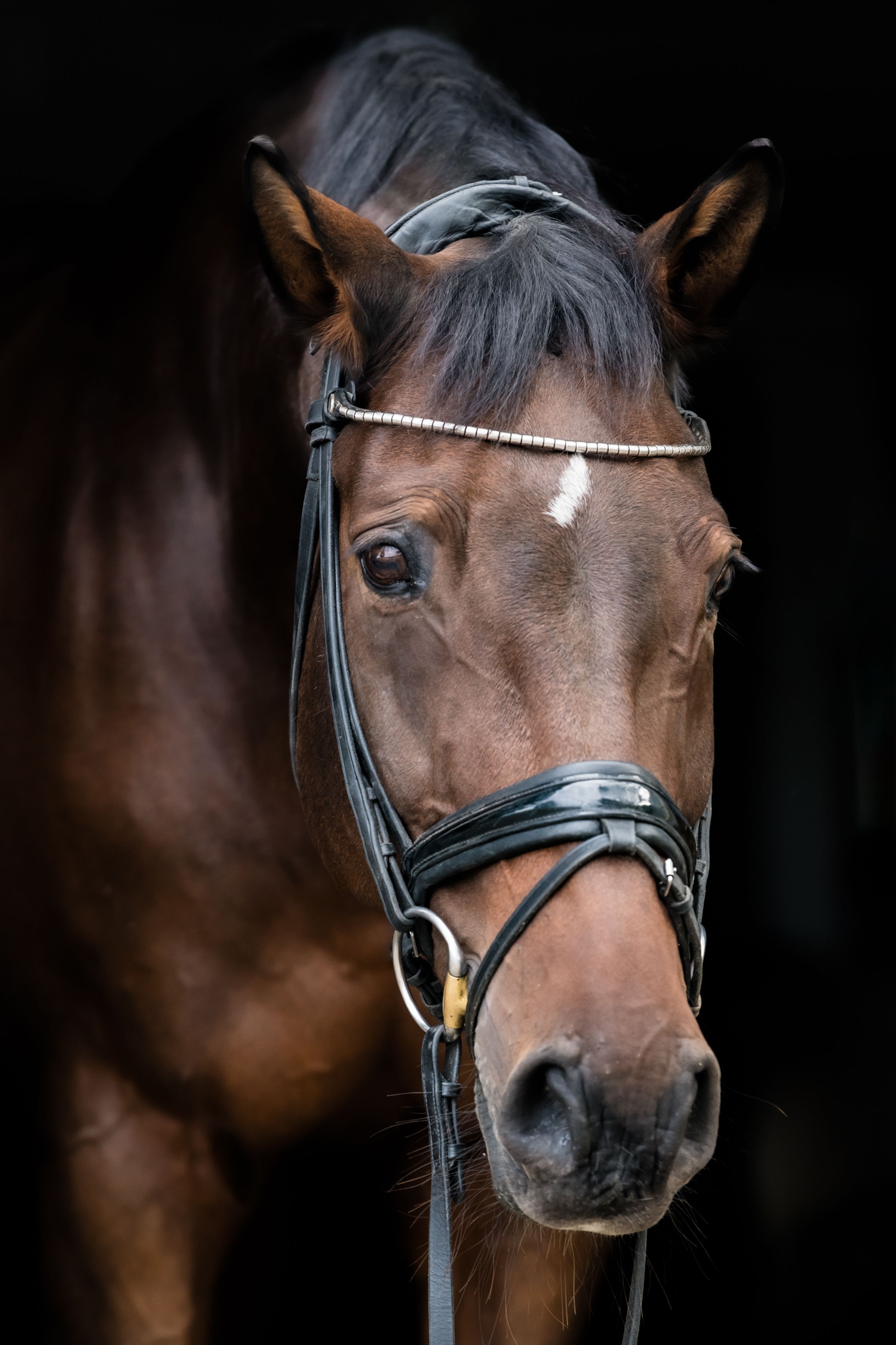 Close-up portrait of a bay horse wearing a black leather bridle against a dark background.