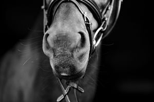 Close-up black and white photo of a horse's muzzle wearing a bridle, showcasing fine whiskers and nostril detail.