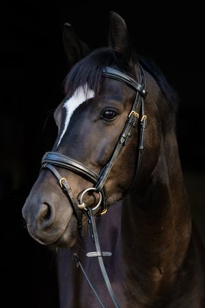 Close-up portrait of a dark bay horse wearing a black leather bridle with gold hardware against a black background.