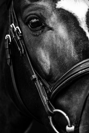 Close-up black and white portrait of a dark horse wearing a leather bridle, highlighting its expressive eye.