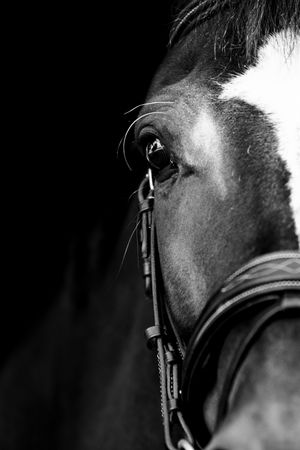 Close-up black and white portrait of a horse's eye and bridle against a dark background.