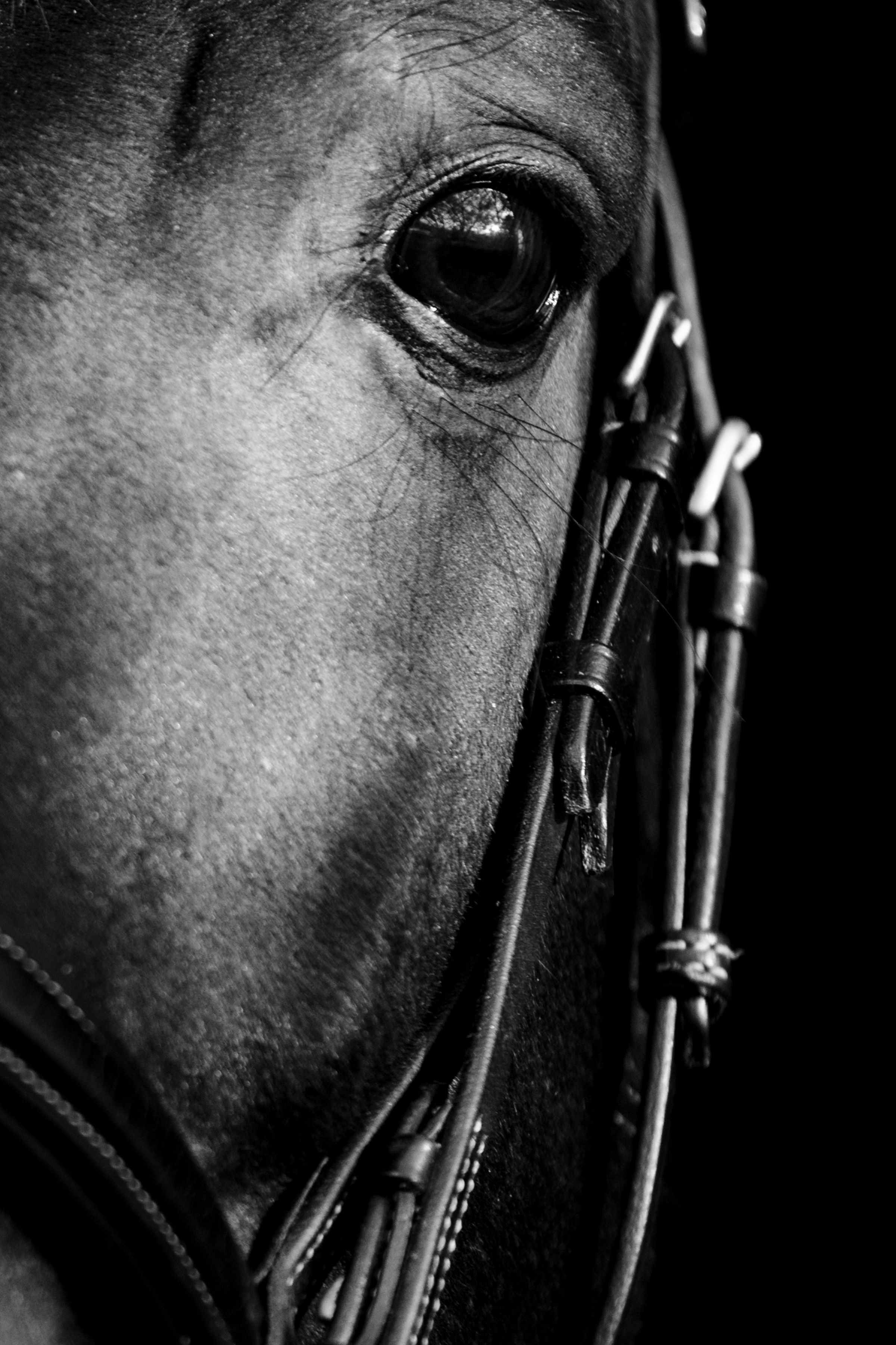 Close-up black and white portrait of a horse wearing a bridle, highlighting its expressive eye and facial details.