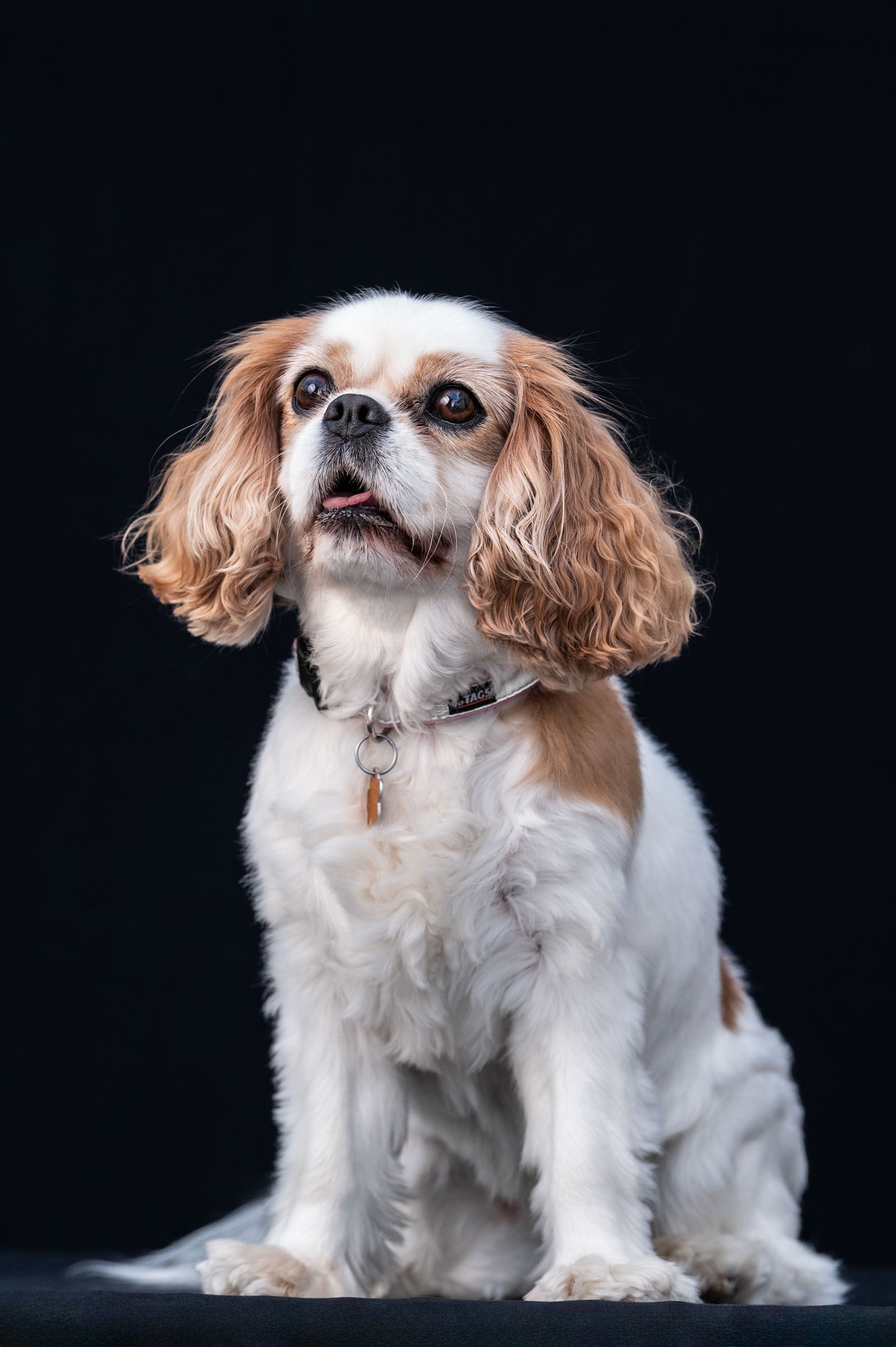 A Cavalier King Charles Spaniel with white and tan fur sits against a black background wearing a collar.
