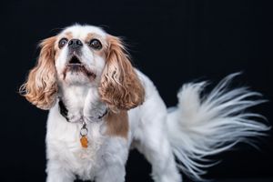 A Cavalier King Charles Spaniel with white and tan fur looks up curiously against a black background.
