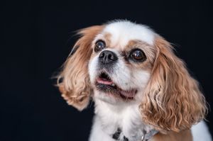 Adorable Cavalier King Charles Spaniel with flowing ears and tongue out against dark background.