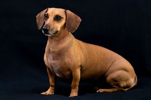 A smooth-coated tan Dachshund sits posed against a dark black background in a studio portrait.