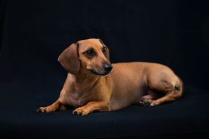 A brown Dachshund dog lying down against a dark black background in a studio portrait photo.