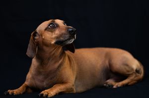 A brown Dachshund dog lying down on a black background, looking upward with alert eyes.