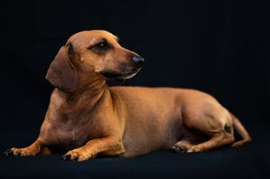 A sleek brown dachshund dog lying down against a dark background, looking alert and poised.