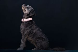 Black dog with pink collar sitting and looking up against dark background.