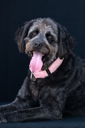 Black fluffy dog with pink collar and tongue out, posed against dark background.