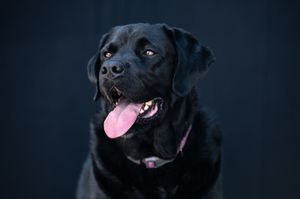 A black Labrador Retriever with tongue out poses against a dark background wearing a pink collar.