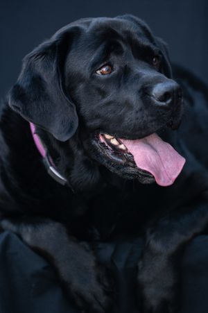 Black Labrador Retriever with pink collar and tongue out posed against dark background.