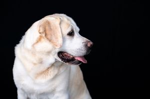 White Labrador Retriever with tongue out posed against a black background in a professional studio portrait.