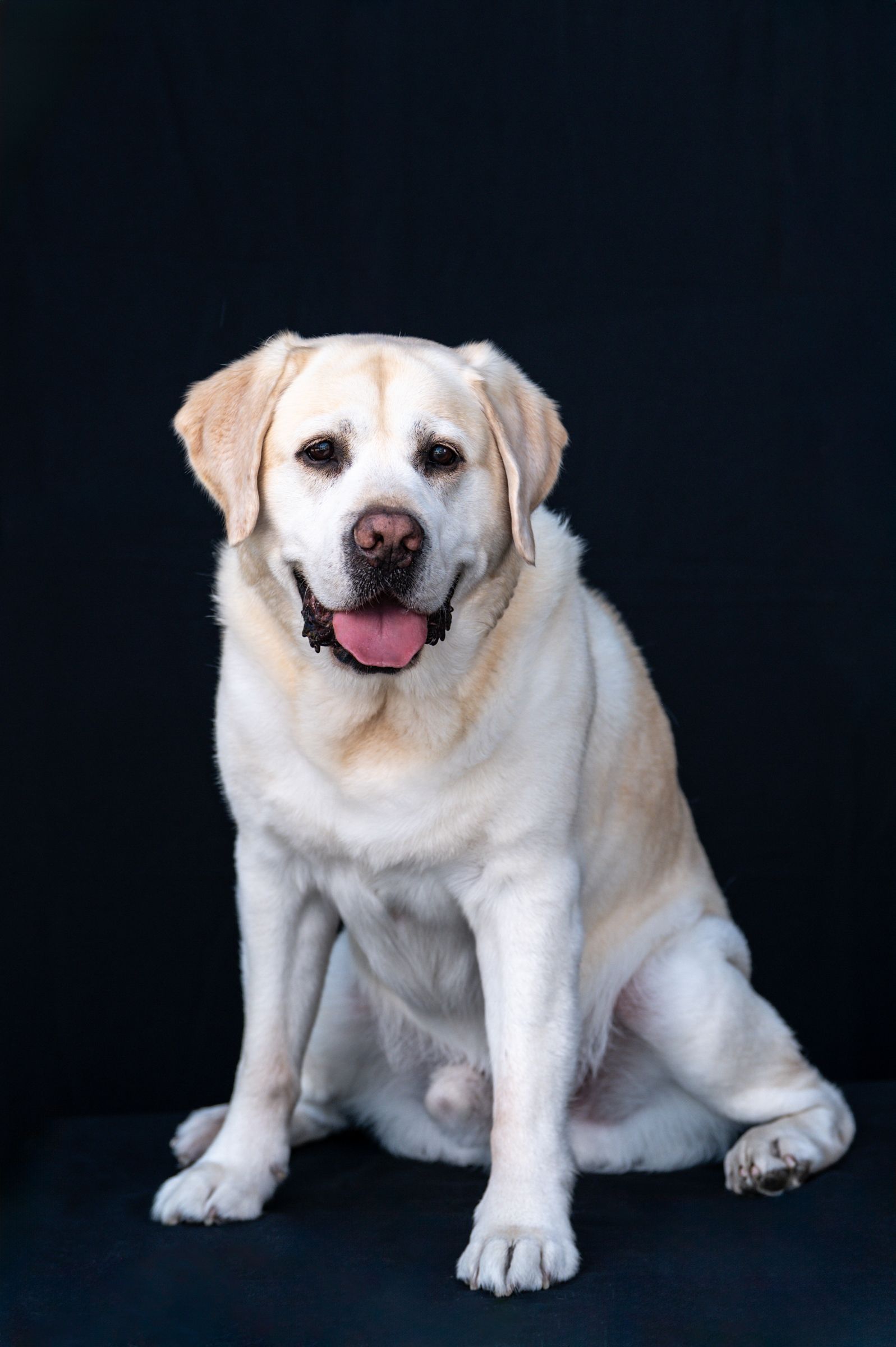 A friendly yellow Labrador Retriever sits posed against a black studio background with tongue out.