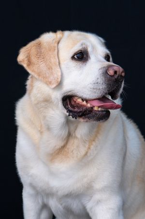 A happy yellow Labrador Retriever with mouth open and tongue out poses against a dark background.