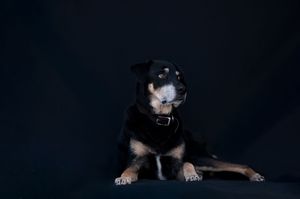 Black and tan dog with white markings sits against dark background wearing a leather collar.
